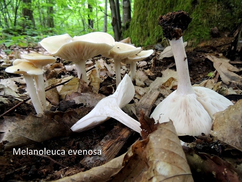 Melanoleuca evenosa-amf2085.jpg - Melanoleuca evenosa ; Syn: Tricholoma evenosum ; Nom français: Tricholome blanchâtre